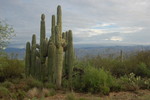 photo thumbnail #4