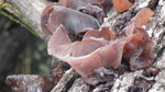 photo thumbnail #10