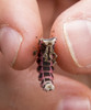photo thumbnail #14