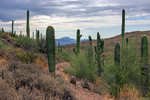 photo thumbnail #9
