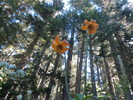 photo thumbnail #3