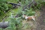 photo thumbnail #11