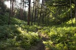 photo thumbnail #12