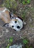 photo thumbnail #15