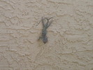 photo thumbnail #7