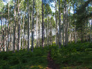 photo thumbnail #8