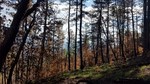 photo thumbnail #12
