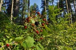 photo thumbnail #8