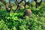 photo thumbnail #5