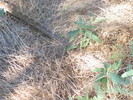 photo thumbnail #13
