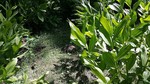 photo thumbnail #12