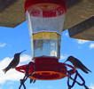 photo thumbnail #6