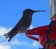 photo thumbnail #7
