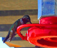 photo thumbnail #8