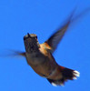 photo thumbnail #9