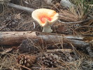 photo thumbnail #14