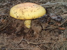 photo thumbnail #12