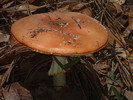 photo thumbnail #13