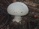 photo thumbnail #14