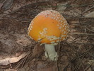 photo thumbnail #15