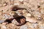 photo thumbnail #1
