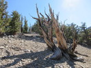 photo thumbnail #9