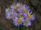 photo thumbnail #14