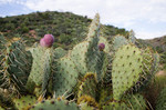 photo thumbnail #4