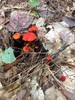 photo thumbnail #1