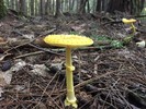 photo thumbnail #5