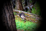 photo thumbnail #7