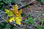 photo thumbnail #10