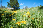 photo thumbnail #12