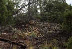photo thumbnail #5