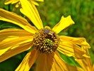 photo thumbnail #15