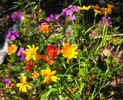 photo thumbnail #9
