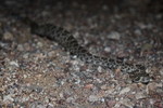 photo thumbnail #11