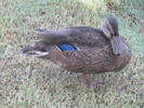 photo thumbnail #7