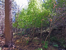 photo thumbnail #8