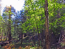 photo thumbnail #9