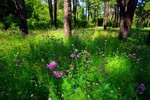 photo thumbnail #5