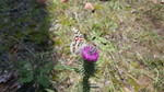 photo thumbnail #7
