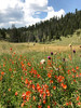 photo thumbnail #6