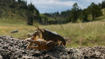 photo thumbnail #10
