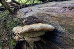 photo thumbnail #11