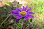 photo thumbnail #13