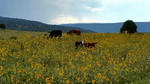 photo thumbnail #15
