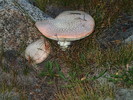 photo thumbnail #15