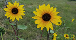 photo thumbnail #6