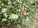 2017-09-15 :2: Indian Spring Peak 4900 - Tonto NF :: Steph_and_Blake